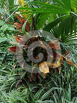 Croton, codiaum Â  - plant of the family Euphorbia in the garden